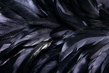 texture of black feathers on a black background