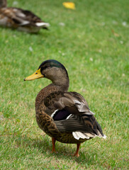 duck on the grass