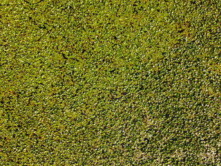 Aerial view of a lily pond in Loire Valley, France