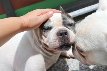groping a dog, sleepy French bulldog or French bulldog