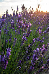 Sunset over a violet lavender field. Lavender fields, Provence, France.