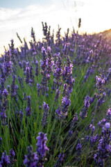 Sunset over a violet lavender field. Lavender fields, Provence, France.