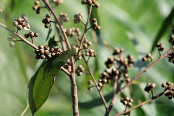 Close-up view of the Eucalyptus nuts.
