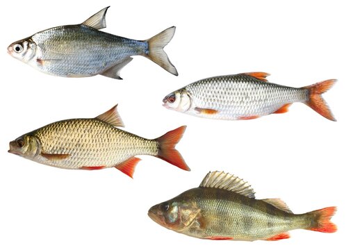 Poissons d'eau douce isol&eacute;s sur fond blanc