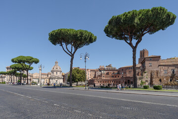 Imperial Forum and ancient pine trees view from Via dei Fori Imperiali, Rome, Italy