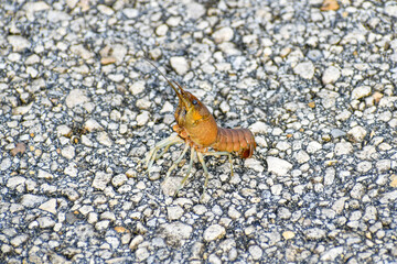 Crawfish walks across the paved road in Everglades National Park, Florida