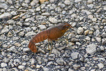 Crawfish walks across the paved road in Everglades National Park, Florida