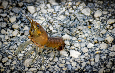Crawfish walks across the paved road in Everglades National Park, Florida