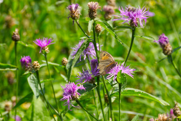 Meadow brown (maniola jurtina) butterfly with open wings sitting on a pink flower in Zurich, Switzerland