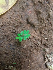 clover on the ground