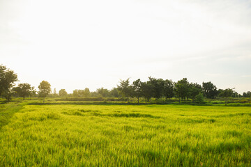 evening green fields and sunset light
