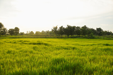 Obraz premium evening green fields and sunset light
