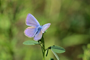 Common blue butterfly on a grass close up. Polyommatus icarus on summer meadow, beauty of nature