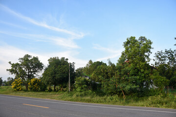 The road in front of the forest