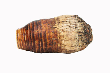Taro. Fresh taro whole (colocasia esculenta) old  isolated on white background clipping path. Taro fragrant is a large head type. Boiled and eaten with a pleasant smell. Popular all over the world.