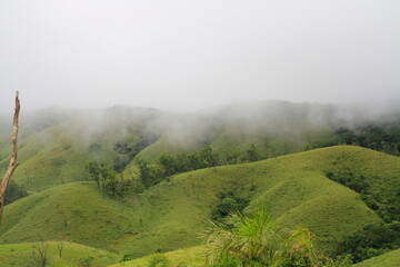 The Meadows