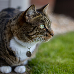 Domestic tabby cat in garden sat on grass