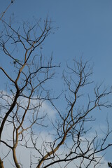 tree branches against blue sky