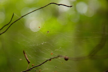 the web and the play of light in the forest macro