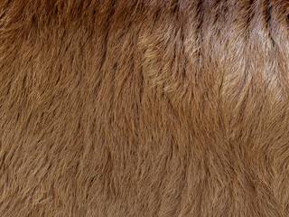 Brown cow  fur in the detail - texture