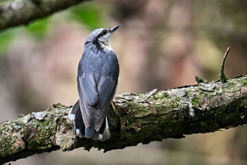 Kleiber ( Sitta europaea ).