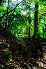 Obraz premium forest in the morning