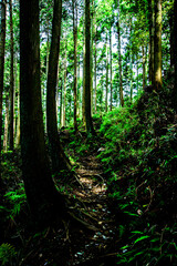 Obraz premium forest in autumn