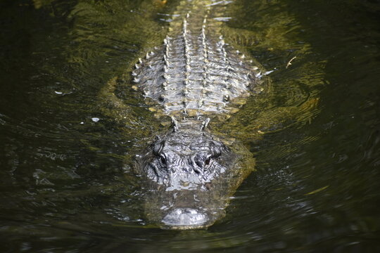 Large Alligator Hunting Near The Cypress Swamp