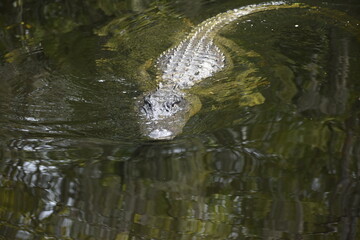large Alligator hunting near the cypress swamp