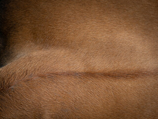 Brown cow  fur in the detail - texture