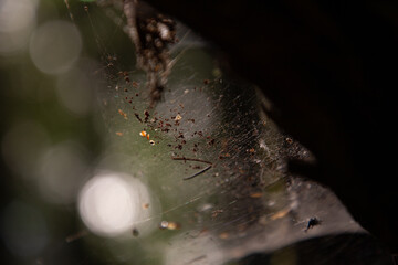 the web and the play of light in the forest macro