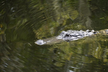 Alligator head popping out of the cypress swamp