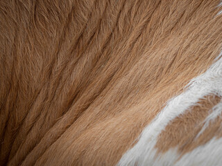 Brown and white cow  fur in the detail - texture