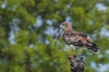 Fototapeta premium Short toed snake eagle from Chennai outskirts India