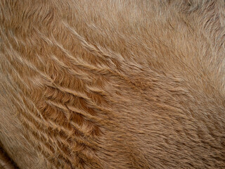 Brown cow  fur in the detail - texture