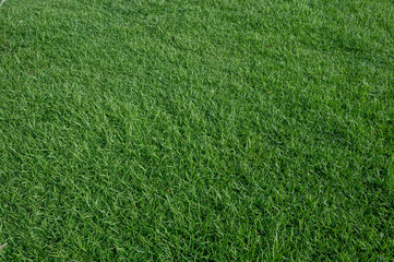 A piece of green grass, on the court