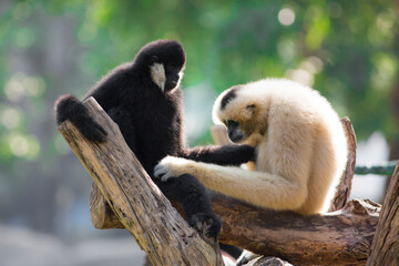 A crowned gibbon that sits on a stump in a zoo.
