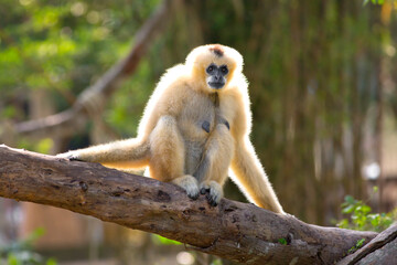 A crowned gibbon that sits on a stump in a zoo.