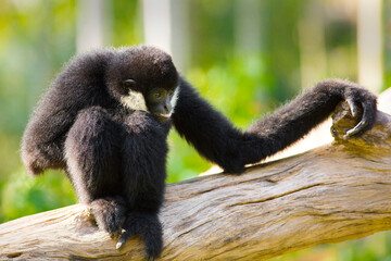 A crowned gibbon that sits on a stump in a zoo.