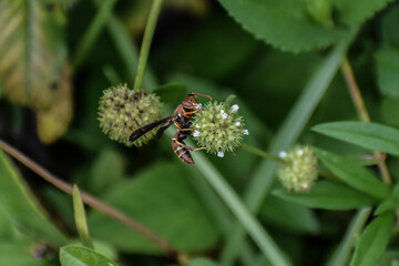 Paper wasp in Everglades National Park, Florida