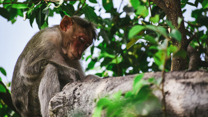 Monkey sleeping on a tree