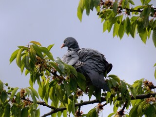 a large gray dove on a cherry