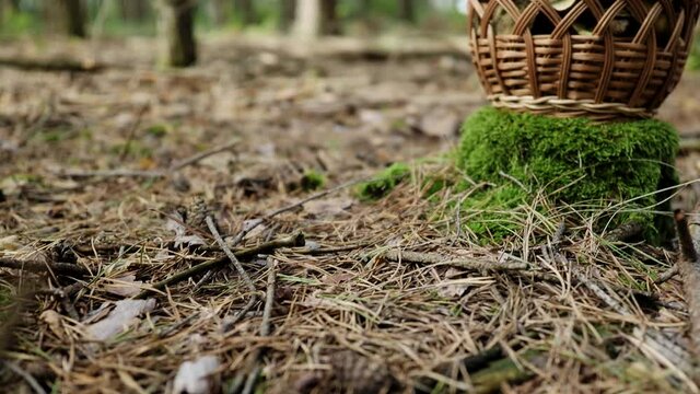 Mushroom Boletus in wooden wicker basket on stump in 4K VIDEO. Autumn cep mushrooms harvested in forest.&nbsp;Healthy delicious organic food, BIO viands, back to nature concept.