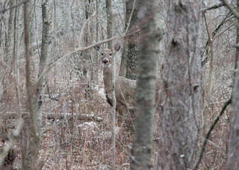 Naklejka premium Deer