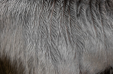 white cow  fur in the detail - texture