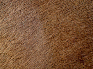 Brown cow coat in the detail - texture
