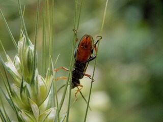 a beetle on a blade of grass