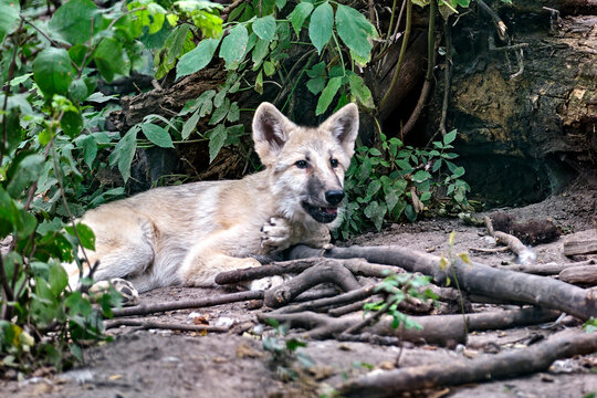 Ein junger Polarwolf , Weißwolf oder arktischer Wolf ( Canis lupus arctos ).