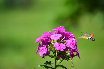 beetle and pink flowers in spring