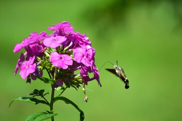 beetle and pink flowers in spring